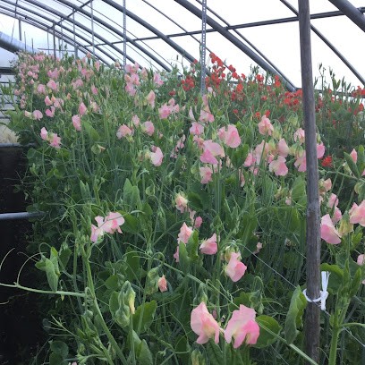 Blumen Bergmann, Gärtnerei, Bolligen/Flugbrunnen, Blumenladen in Bolligen