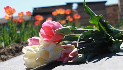 Hodels Blumenfeld, Blumenladen in Vechigen